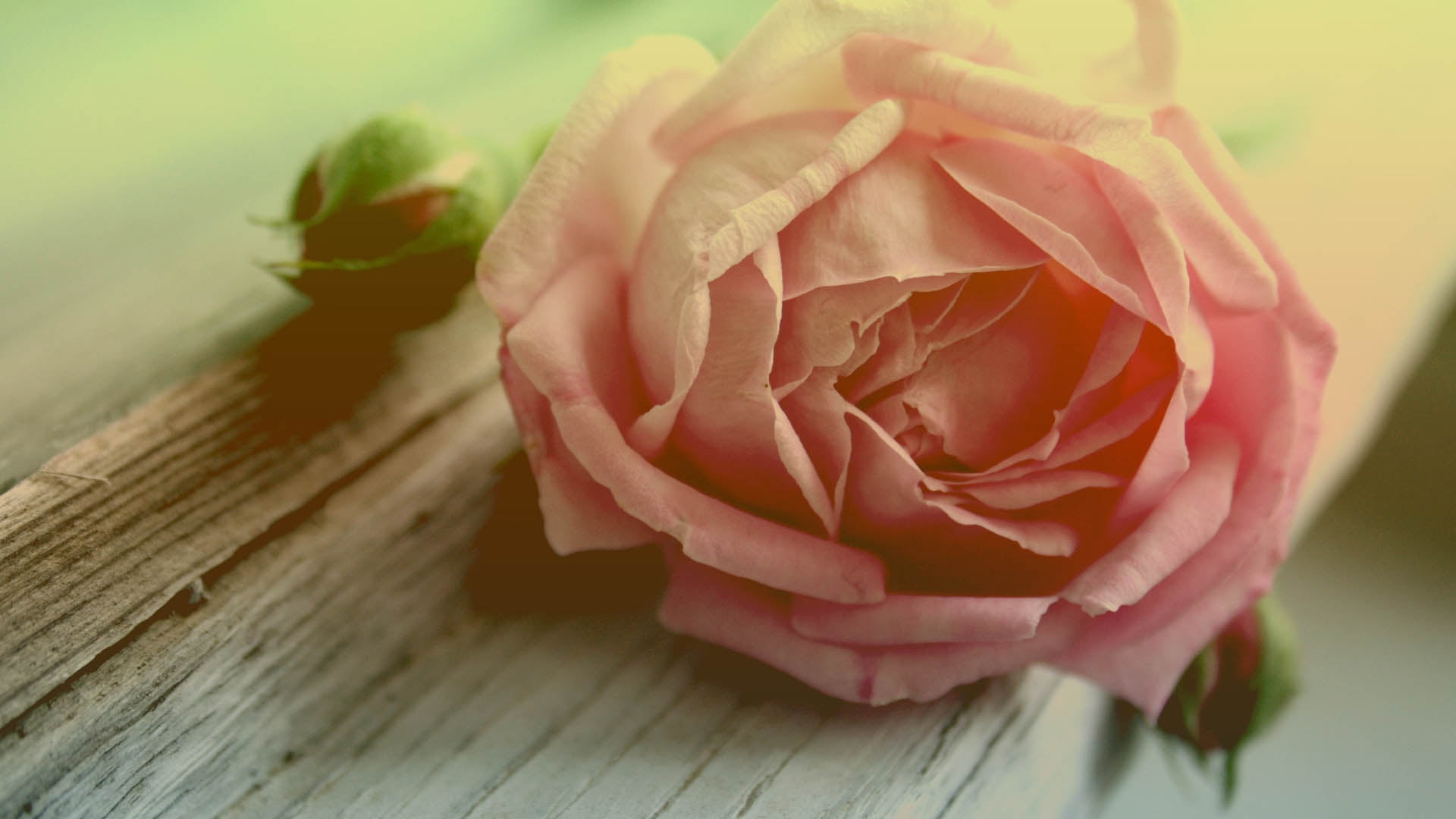 shallow focus photography of pink rose