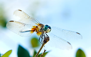 shallow focus photography of yellow and blue dragonfly