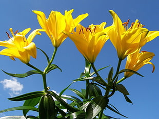 yellow lily flowers in bloom at daytime HD wallpaper