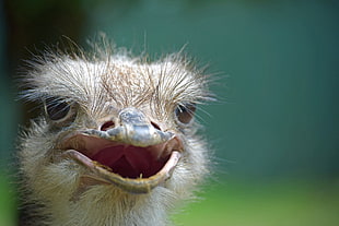 close up photography of brown Ostrich head HD wallpaper