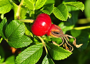close up photography of red fruit with green leaf