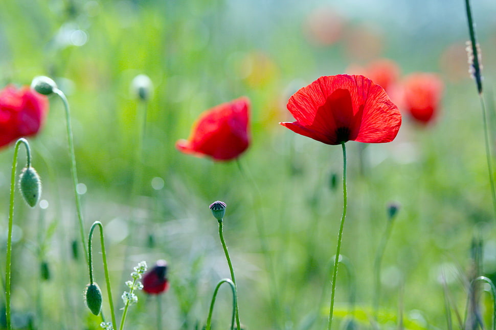 selective focus photography of red flower HD wallpaper