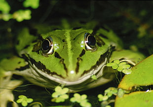green and black striped frog in body of water