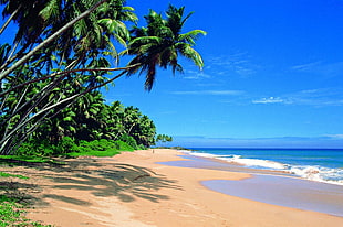 green coconut trees, landscape, sea, tropical HD wallpaper