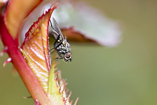 macro photography of fly on pink leaf
