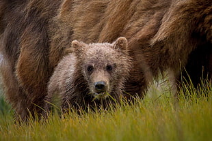 brown bear cub HD wallpaper