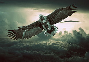 brown and black eagle in flight with background of clouds HD wallpaper