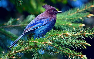 short-beak red and blue bird, birds, nature, leaves