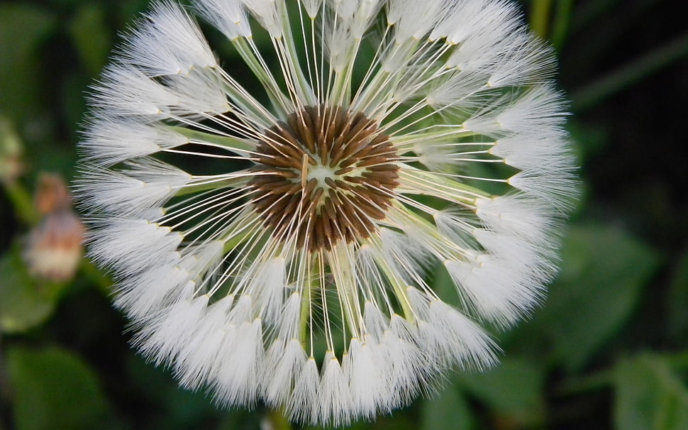 white Dandelion macro photography HD wallpaper