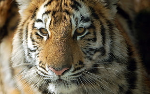 tiger face, cat, animals, tiger HD wallpaper