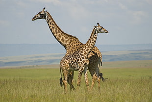 two Giraffe in grass field, giraffes, masai mara, kenya HD wallpaper