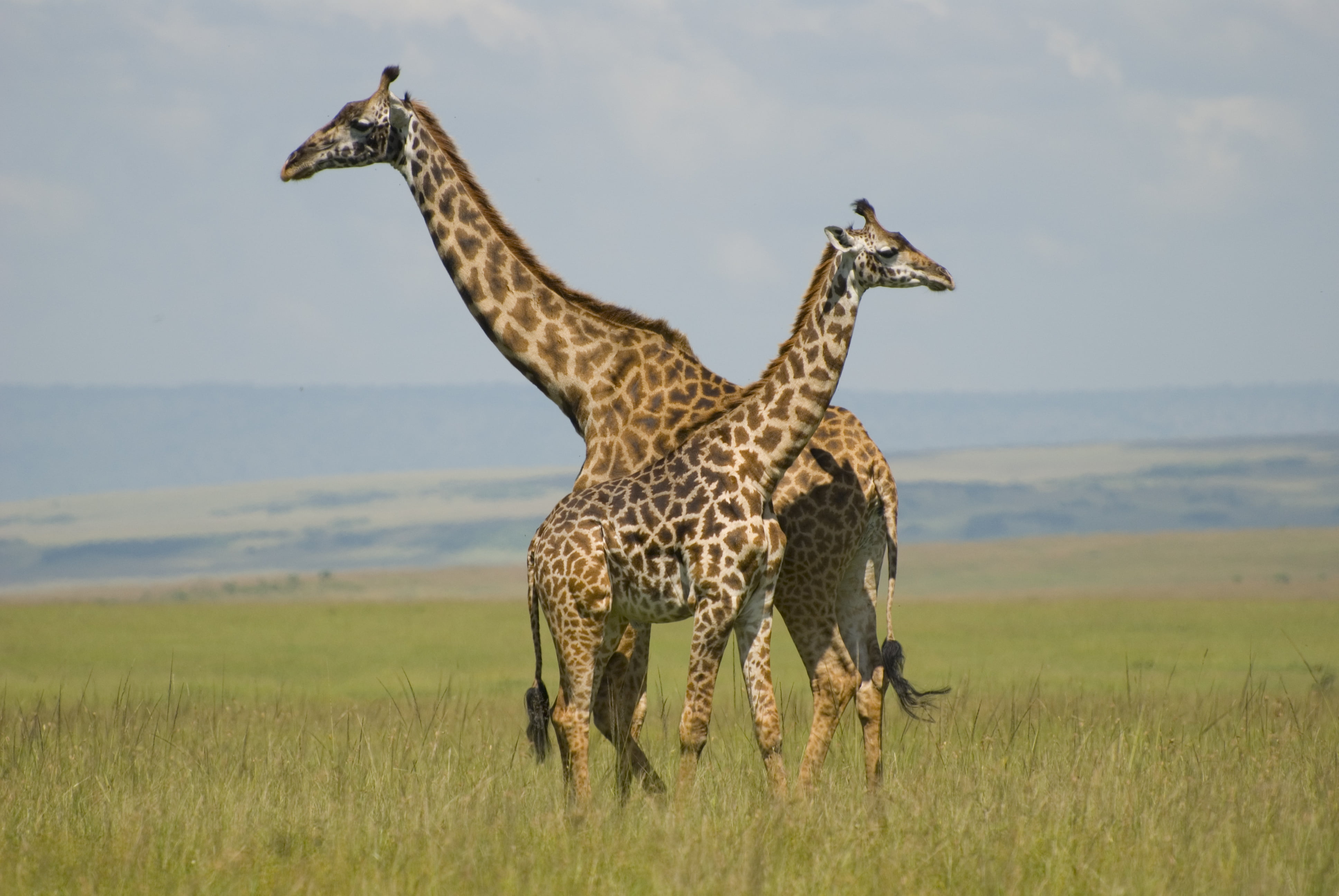 two Giraffe in grass field, giraffes, masai mara, kenya