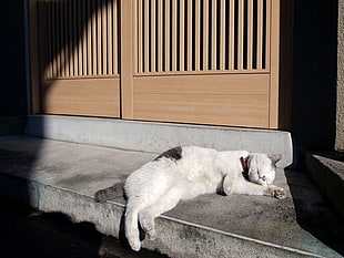 white fur cat laying beside brown wooden door