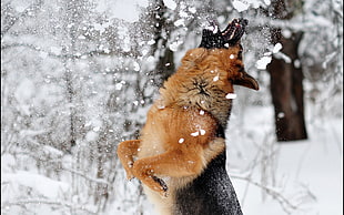 brown and black German shepherd, nature, dog, snow, German Shepherd HD wallpaper