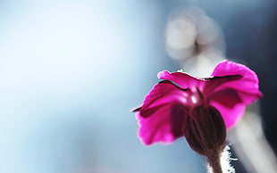 photography focus of purple petaled flower