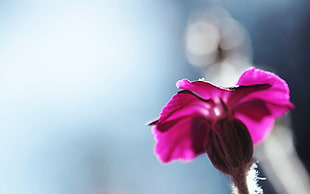 photography focus of purple petaled flower HD wallpaper
