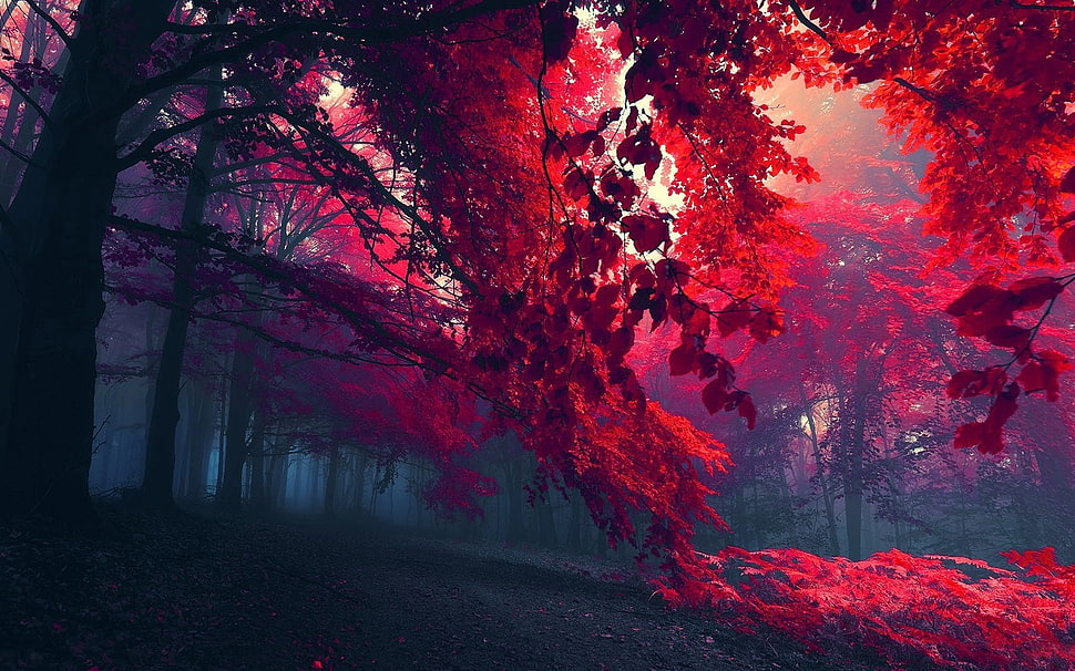 red leafed trees, forest, trees, fall HD wallpaper