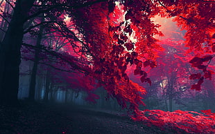 red leafed trees, forest, trees, fall