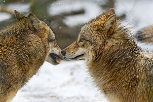 two brown wolves during daytime