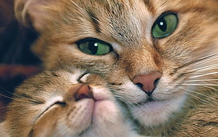 two brown cat faces HD wallpaper