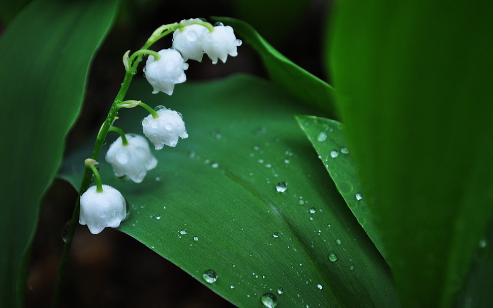 shallof focus photography of white flowers with water droplets HD wallpaper