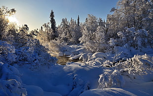photo of trees covered by snow during sunrise