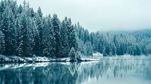 trees near lagoon digital wallpaper, winter, nature, water, snow