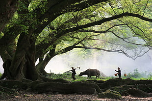 two farmers and water buffalo walking under shade of wide tree at daytime