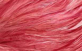 closeup photo of pink feathers HD wallpaper