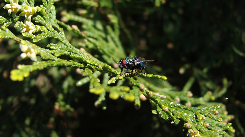 house fly, nature, Fly, animals, insect HD wallpaper