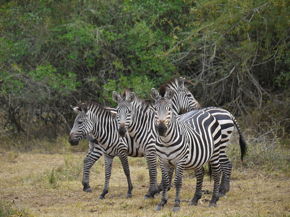 herd of Zebras on wild HD wallpaper