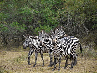 herd of Zebras on wild