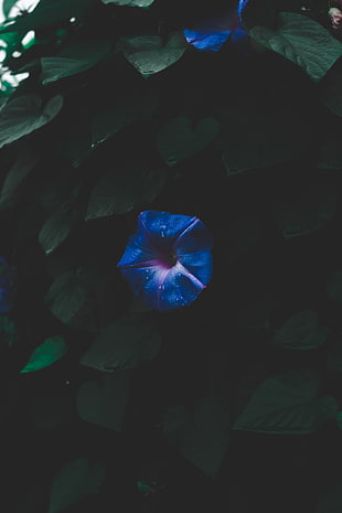 blue bindweed flower