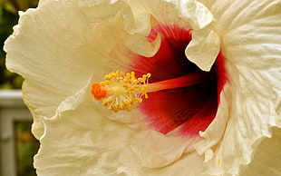yellow Hibiscus in bloom