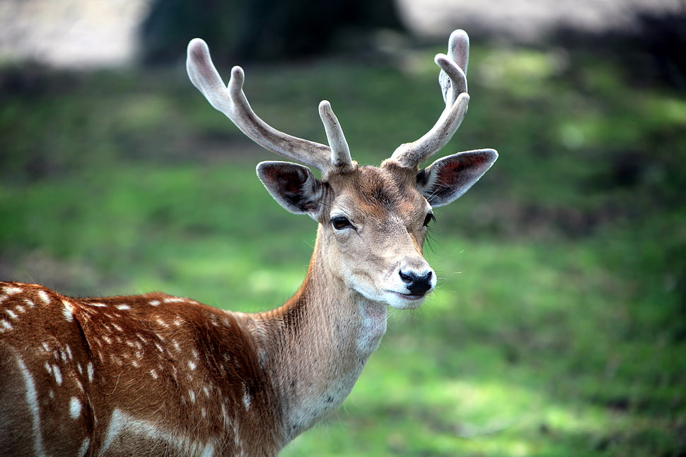 brown Reindeer HD wallpaper