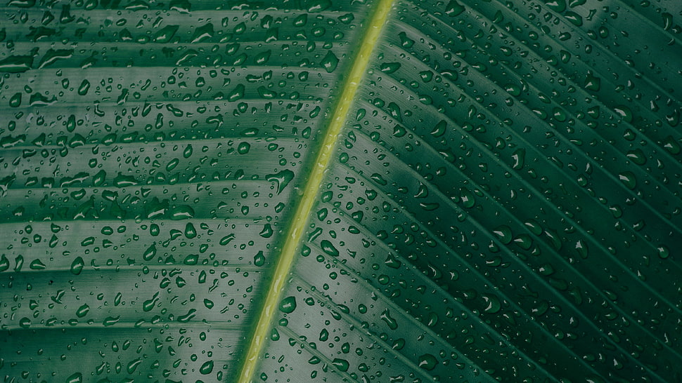 water dew, water, water drops, green, leaves HD wallpaper