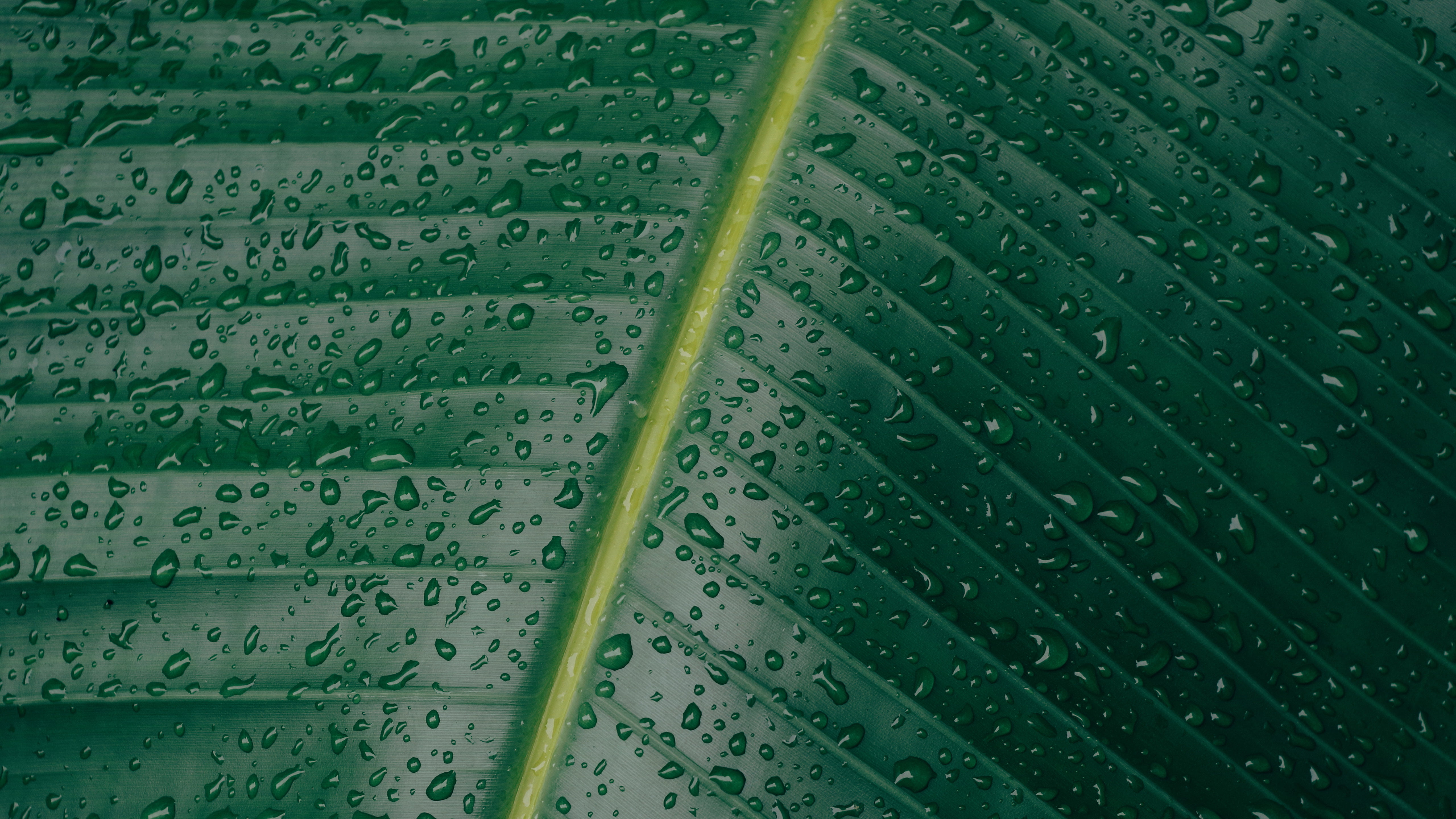 water dew, water, water drops, green, leaves