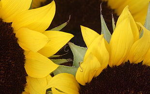 sunflower lot HD wallpaper