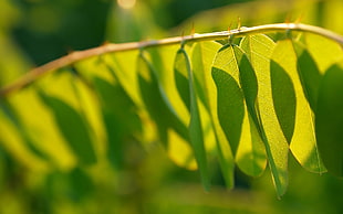 green leaf
