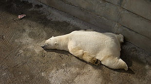 Polar bear sleeping on concrete floor beside concrete wall
