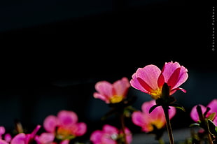 pink flowers closeup photography HD wallpaper