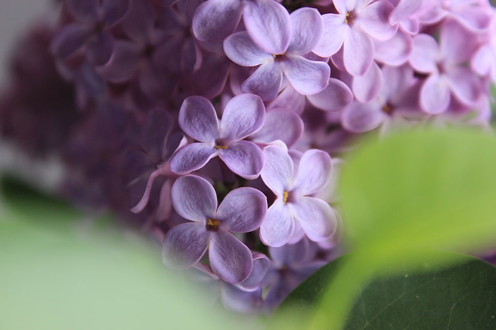 pink petaled flowers, Lilac, Flowers, Macro HD wallpaper