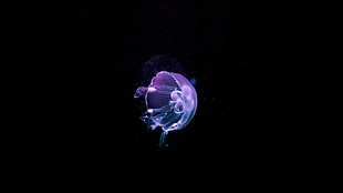 purple jellyfish, water, underwater, nature, animals