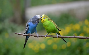selective focus photo of two blue, yellow, and black budgerigars perched on brown twig during daytime
