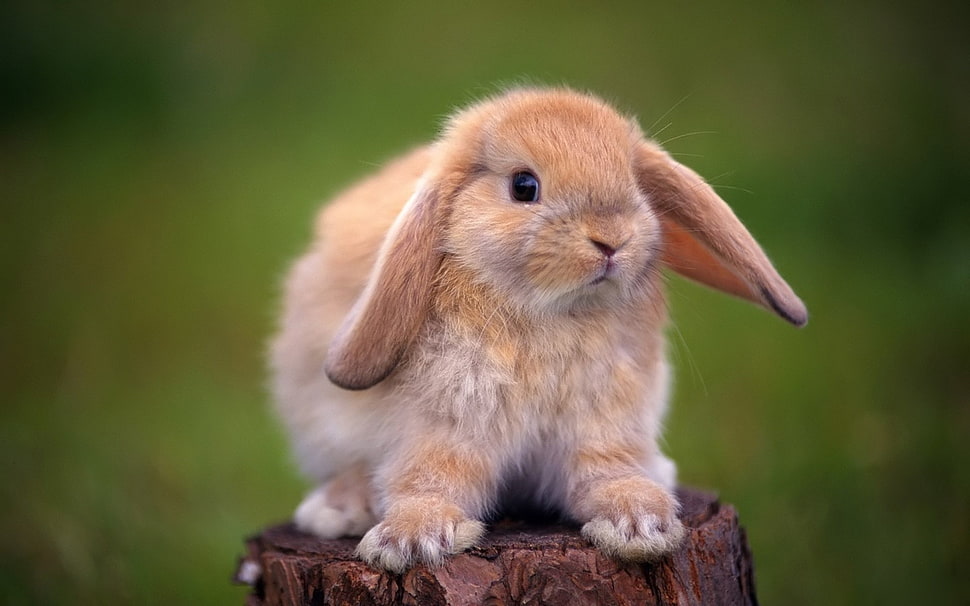 brown bunny close-up photo during daytime HD wallpaper