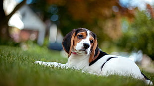 tricolored Beagle puppy lying on grass field