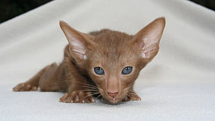 short-fur brown kitten focus photo