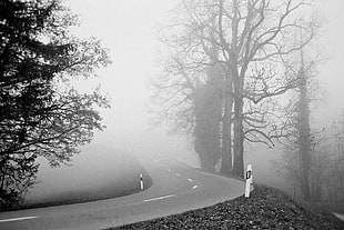 asphalt road in between trees with fog grayscale photo, ilford