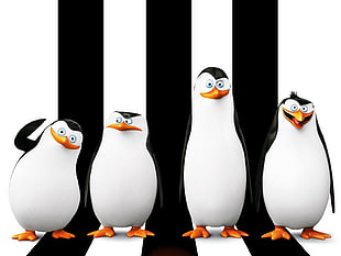four Madagascar Penguin photo
