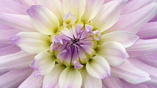 white and purple petaled flowers HD wallpaper